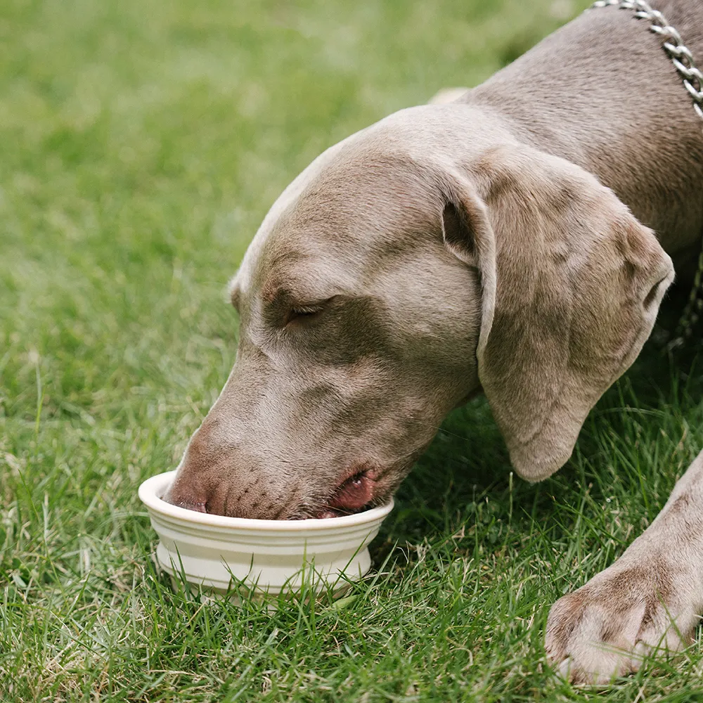 Bol en silicone pliable pour chien - Urban Roaming - Image 7