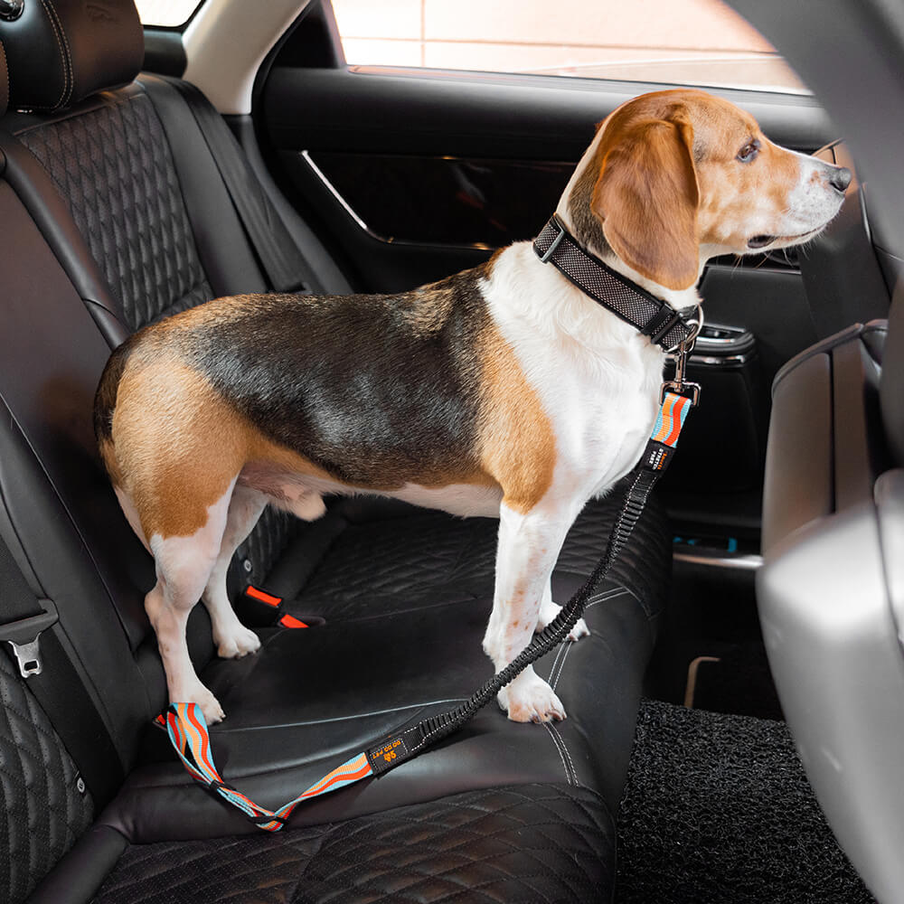 Ceinture de sécurité pour chien ajustable et colorée - Image 3