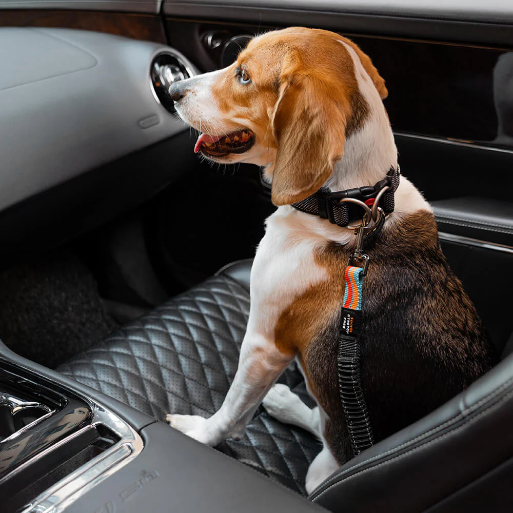 Ceinture de sécurité pour chien ajustable et colorée - Image 4