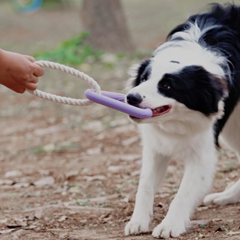 Jouet Interactif à Tirer pour Chien Nettoyage des Dents en Caoutchouc - Image 7