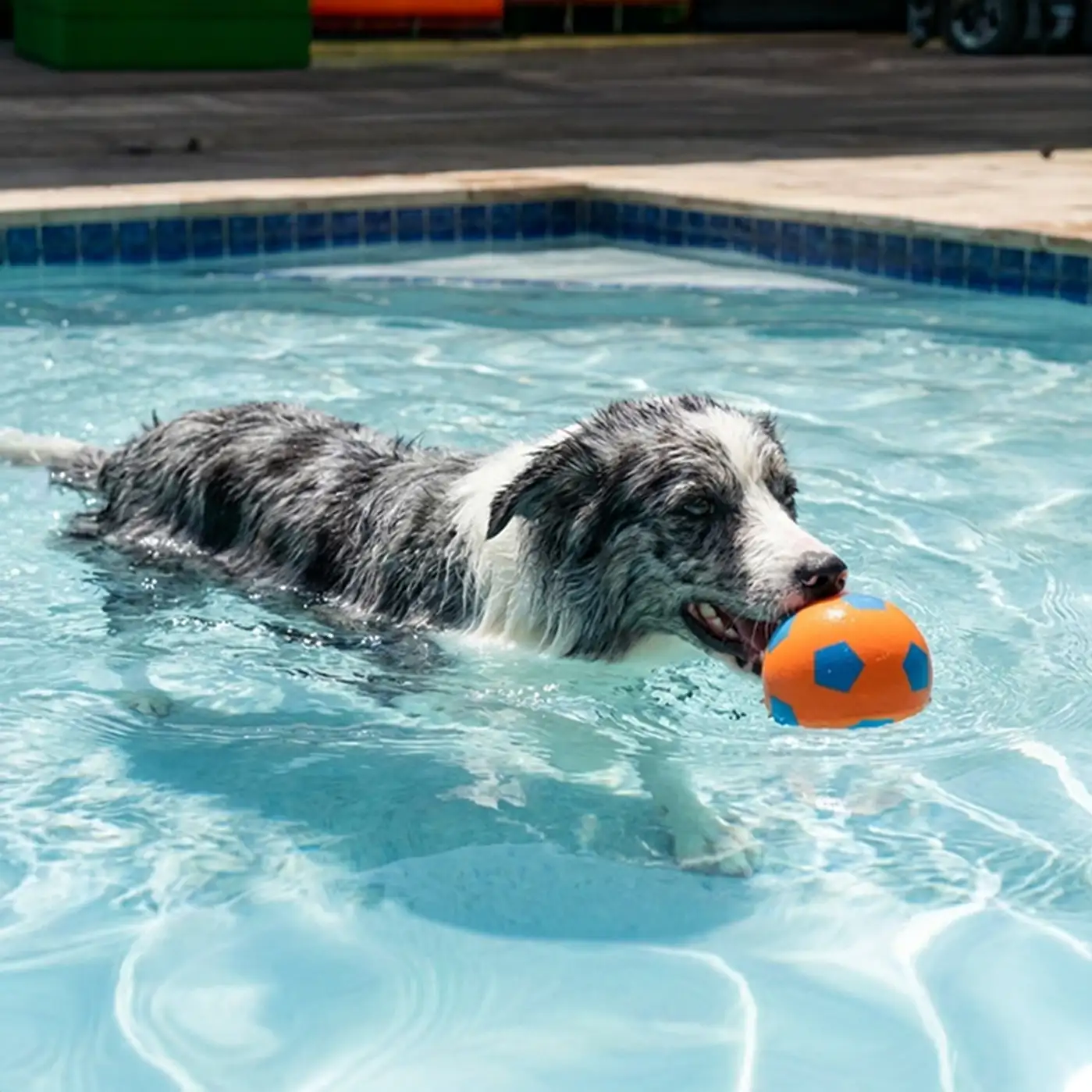 Jouet pour chien en forme de ballon flottant drôle avec une grande élasticité. - Image 2
