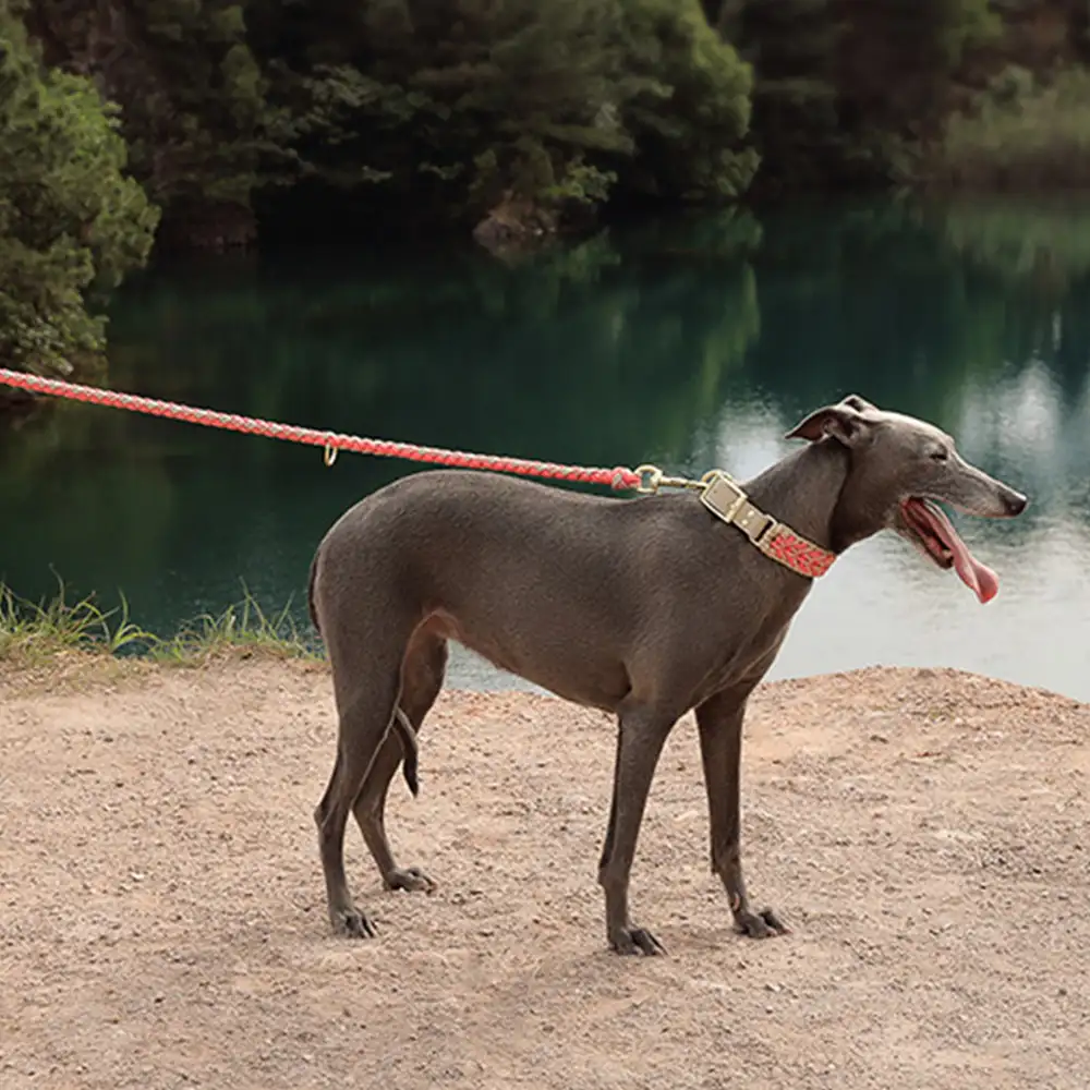 La laisse pour chien en nylon tissée à la main et de qualité supérieure pour chiens de taille moyenne et grande. - Image 8