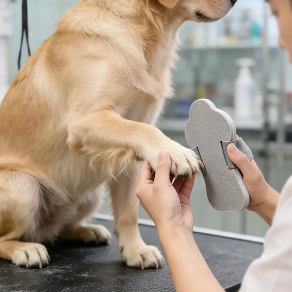 Planche à griffer pour chiens portable