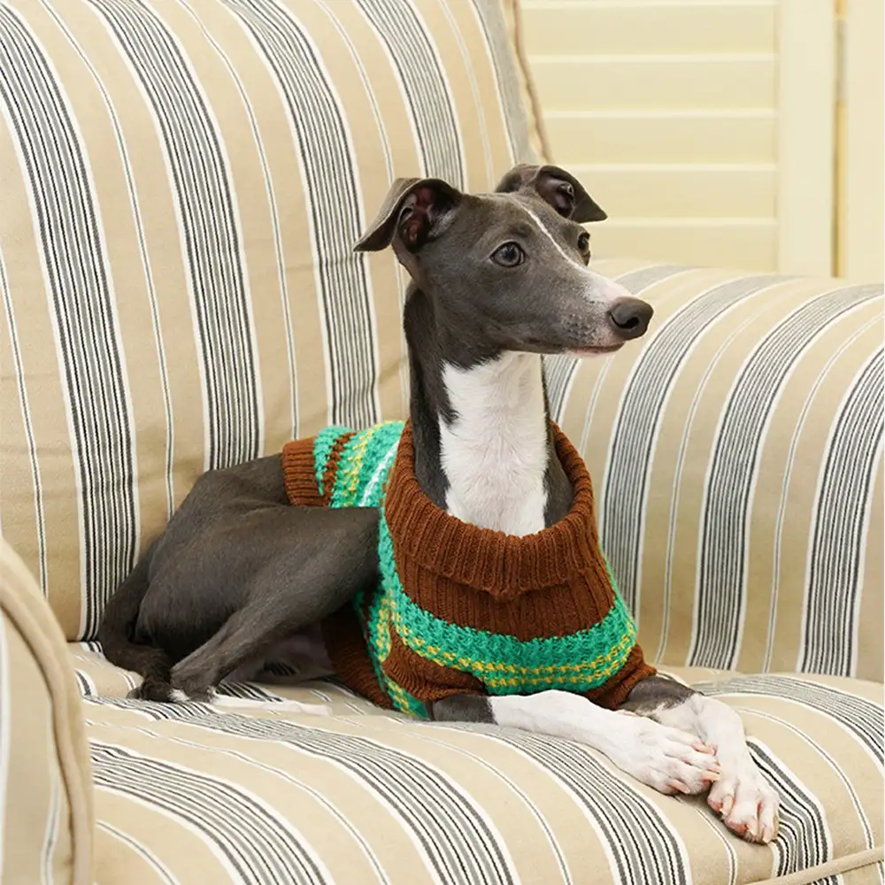 Pull pour chien teckel à rayures en blocs de couleurs - Image 12