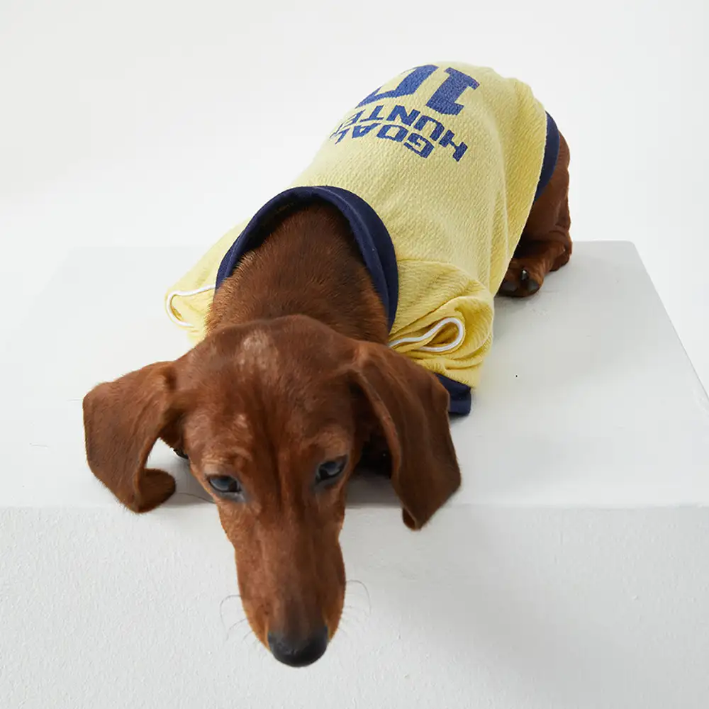 T-shirt col rond pour chiot en tissu respirant et fin - Image 11