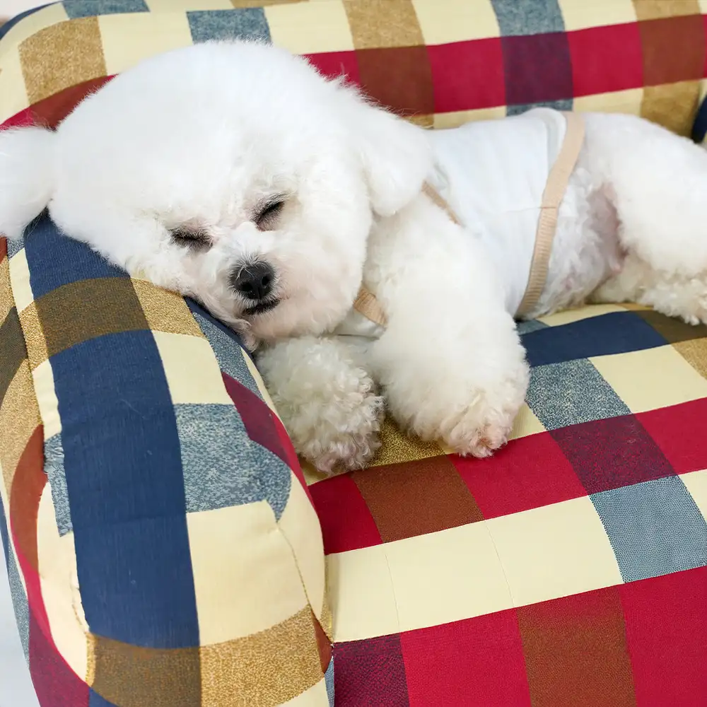 Tissu en toile de coton respirant et résistant aux rayures pour panier pour chien. - Image 3